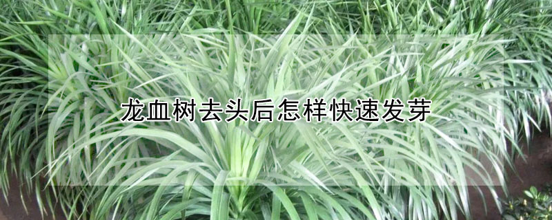 龍血樹去頭後怎樣快速發芽