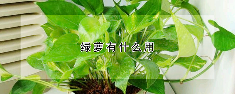 綠蘿有什麼用