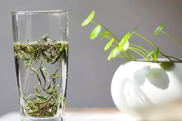 廬山雲霧茶屬於什麼茶,廬山雲霧茶是哪種茶