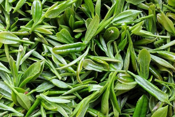 高山茶是紅茶還是綠茶，高山茶是什麼茶