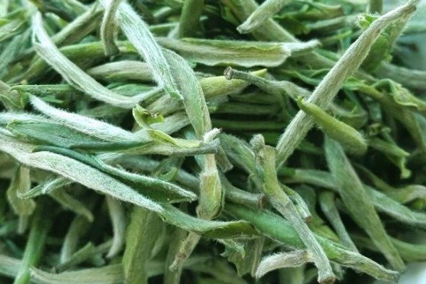 高山茶是紅茶還是綠茶，高山茶是什麼茶