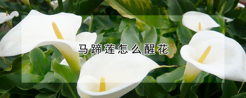 馬蹄蓮怎麼醒花