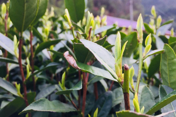 明前茶是什麼茶,什麼是明前茶