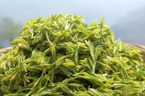 明前茶和雨前茶的區別,雨前茶好還是明前茶好