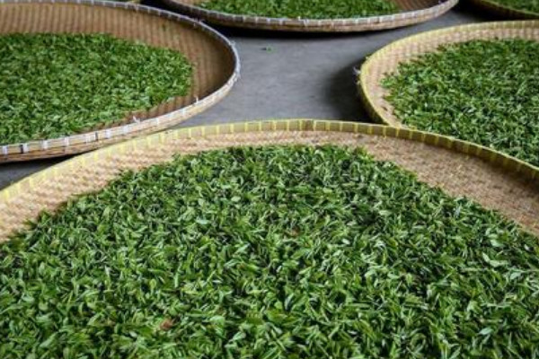 南京雨花茶是什麼茶,南京雨花茶屬於哪類茶