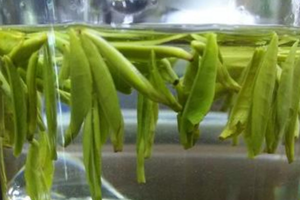 漢中仙毫是啥茶,漢中仙毫是什麼茶葉