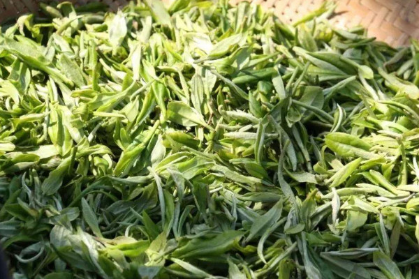 古丈毛尖是什麼茶,古丈毛尖屬於哪種茶