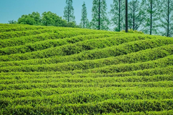 徑山茶屬於什麼茶,徑山茶介紹