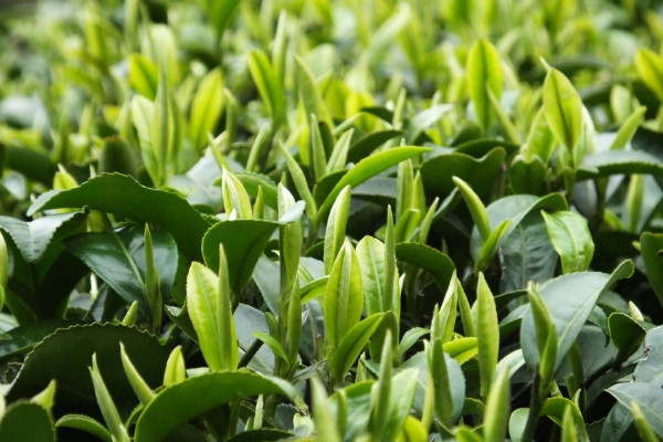 金壇雀舌屬於什麼茶類，金壇雀舌是什麼茶樹