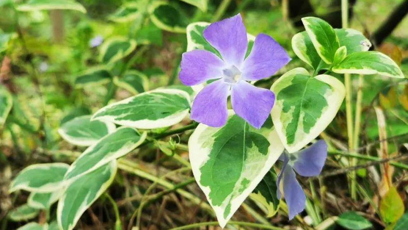 花葉蔓的養殖方法和注意事項