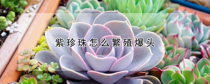 紫珍珠怎麼繁殖爆頭