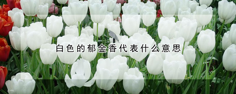 白色的鬱金香代表什麼意思