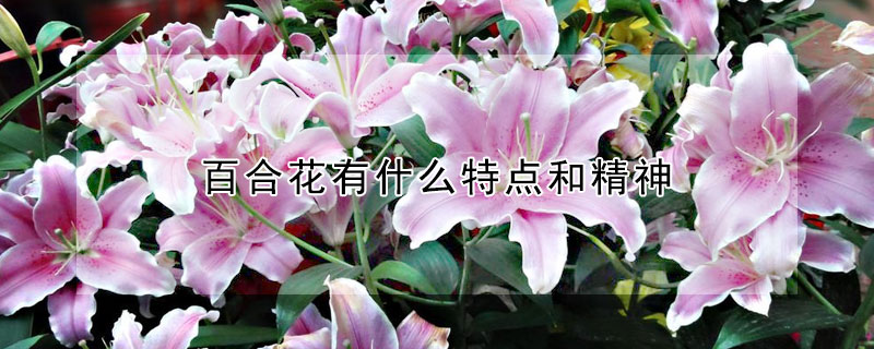 百合花有什麼特點和精神