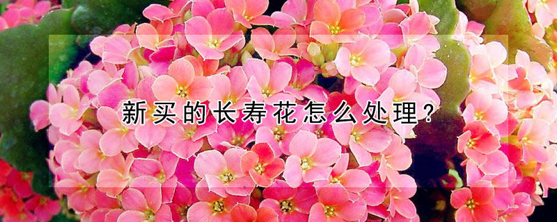 新買的長壽花怎麼處理?