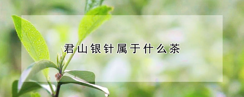 君山銀針屬於什麼茶