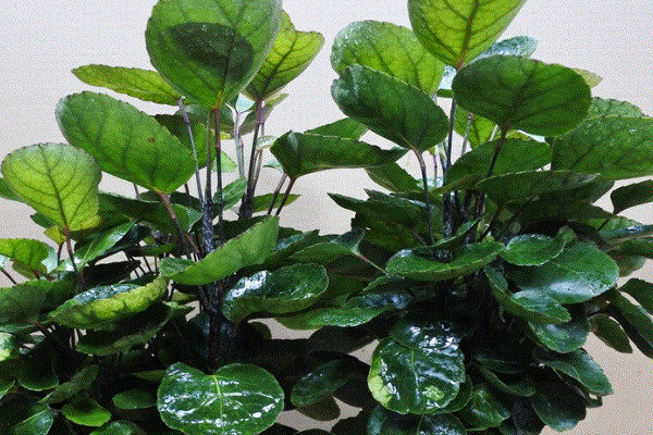 錢兜花的養殖方法和注意事項