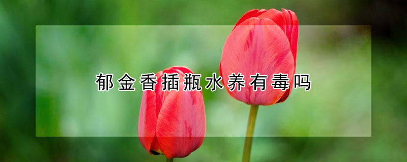 鬱金香插瓶水養有毒嗎