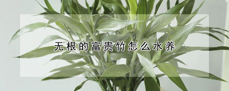 無根的富貴竹怎麼水養