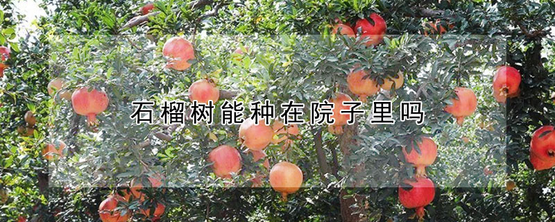 石榴樹能種在院子裏嗎