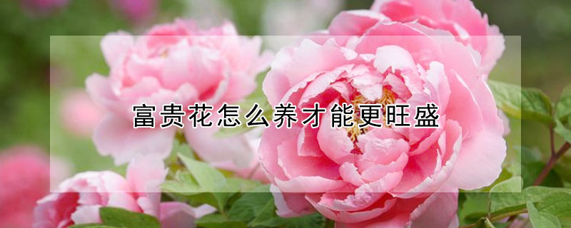 富貴花怎麼養才能更旺盛