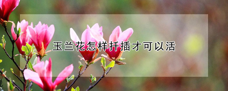 玉蘭花怎樣扡插才可以活