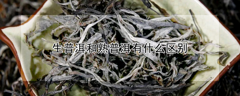 生普洱和熟普洱有什麼區別