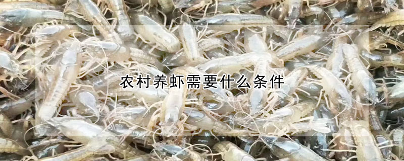 農村養蝦需要什麼條件
