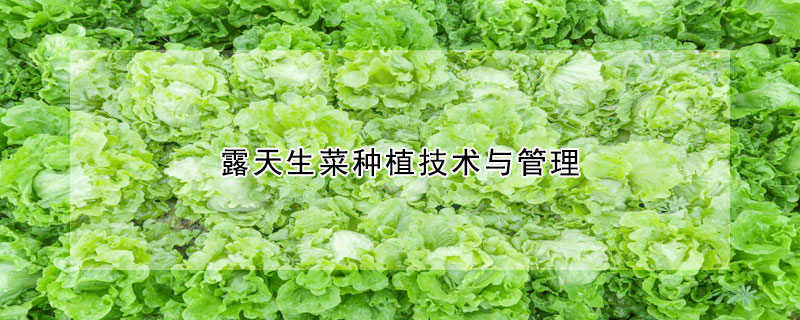 露天生菜種植技術與管理