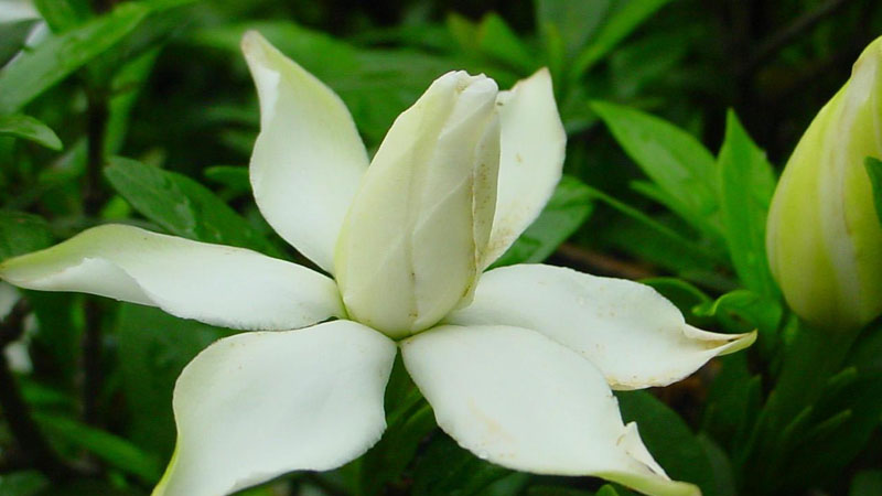 梔子花的養殖方法和修剪大葉