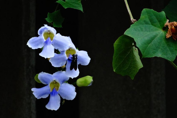 月光花長什麼樣子