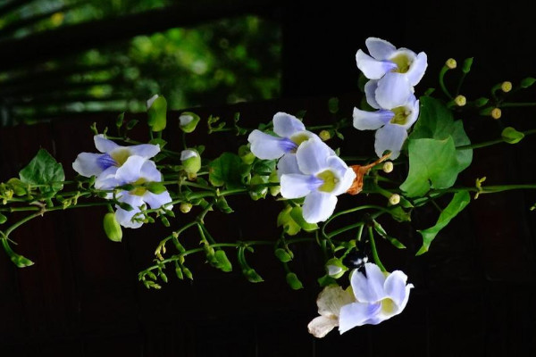 月光花長什麼樣子