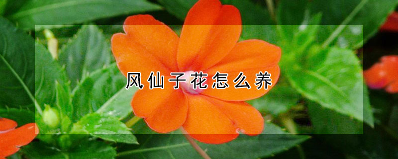 風仙子花怎麼養