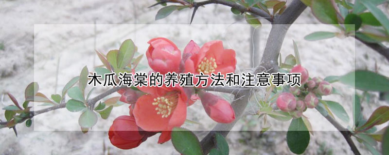 木瓜海棠的養殖方法和注意事項