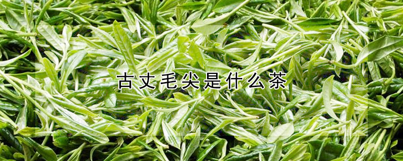 古丈毛尖是什麼茶