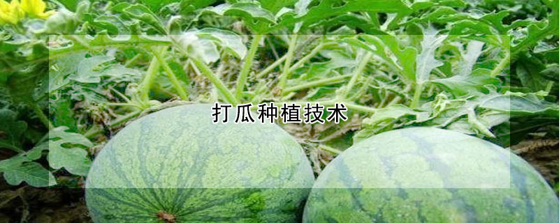 打瓜種植技術