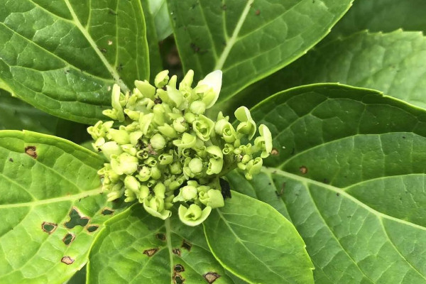 繡球花杆子上起黑點是什麼原因