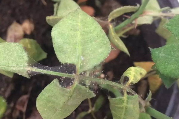 繡球花杆子上起黑點是什麼原因