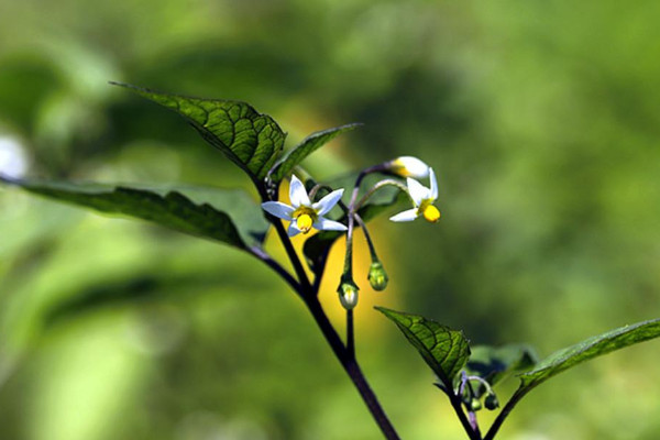 龍葵花長什麼樣子