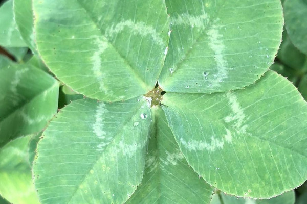 五葉草長什麼樣