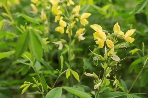 決明子是什麼植物的種子