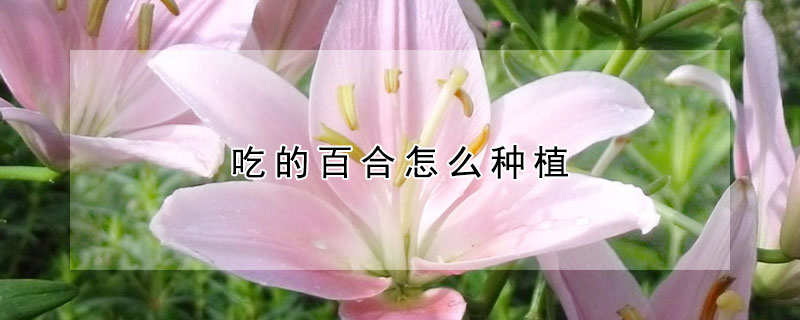吃的百合怎麼種植