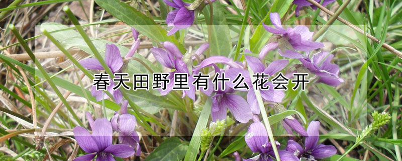 春天田野裏有什麼花會開