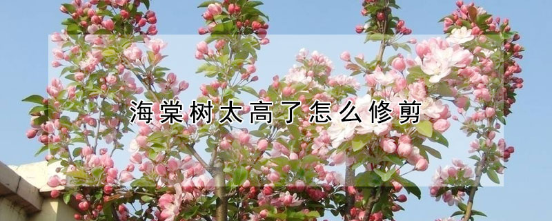 海棠樹太高了怎麼修剪