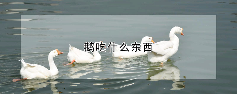 鵝吃什麼東西