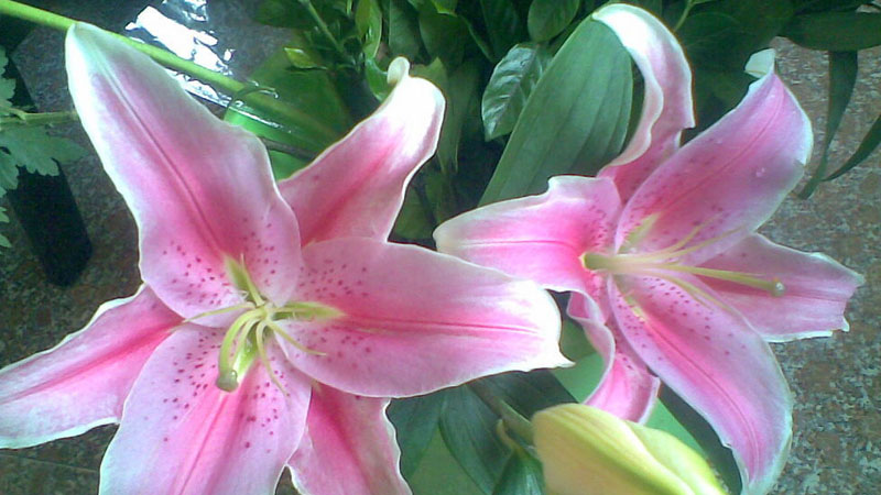 百合花長什麼樣