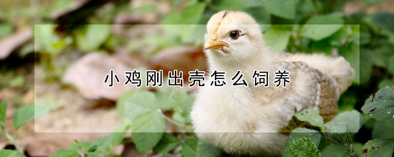 小雞剛出殼怎麼飼養