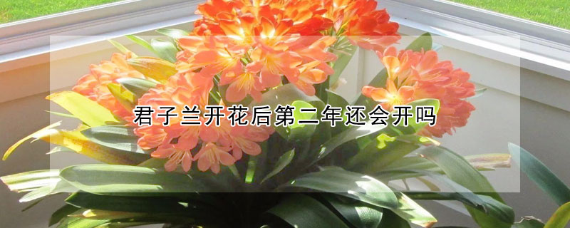 君子蘭開花後第二年還會開嗎