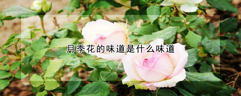 月季花的味道是什麼味道