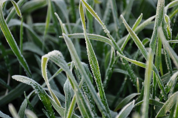 麥青是什麼植物