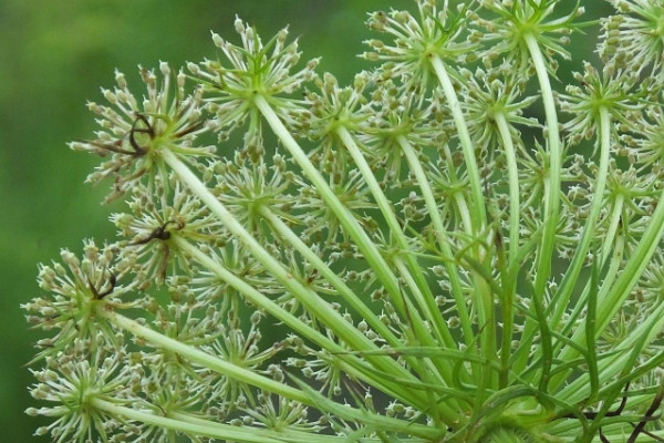 淩晨1點開的花是什麼花